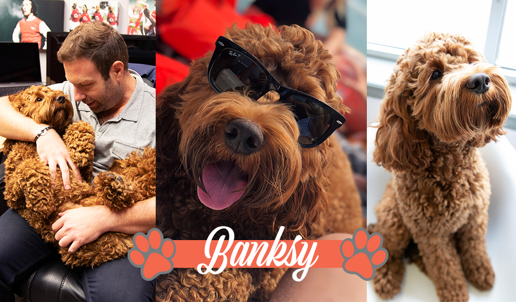 Banksy the cockapoo wears sunnies and reclines in his dad's lap