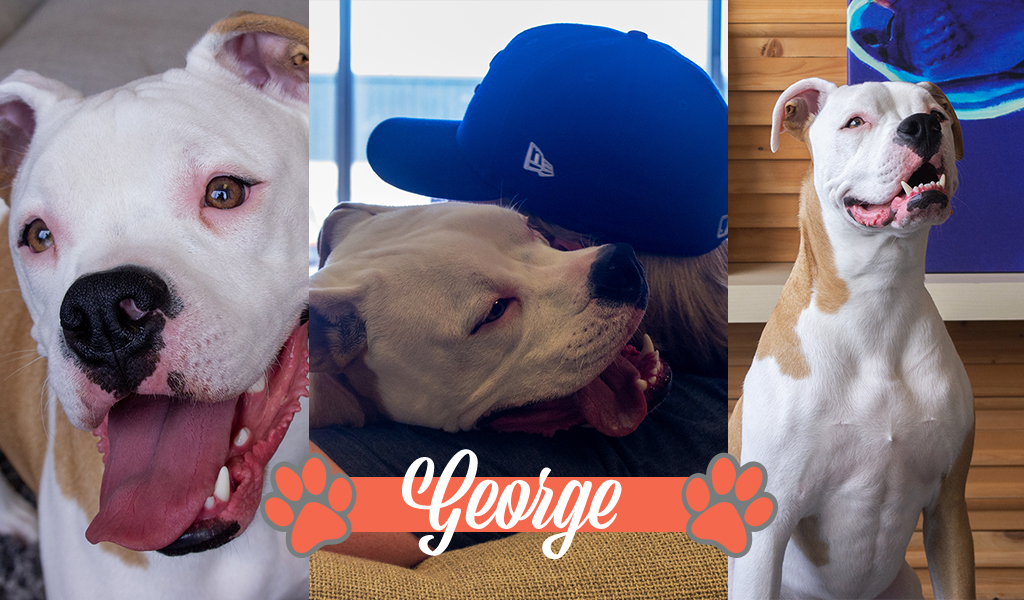 Dogs of iCanvas: George