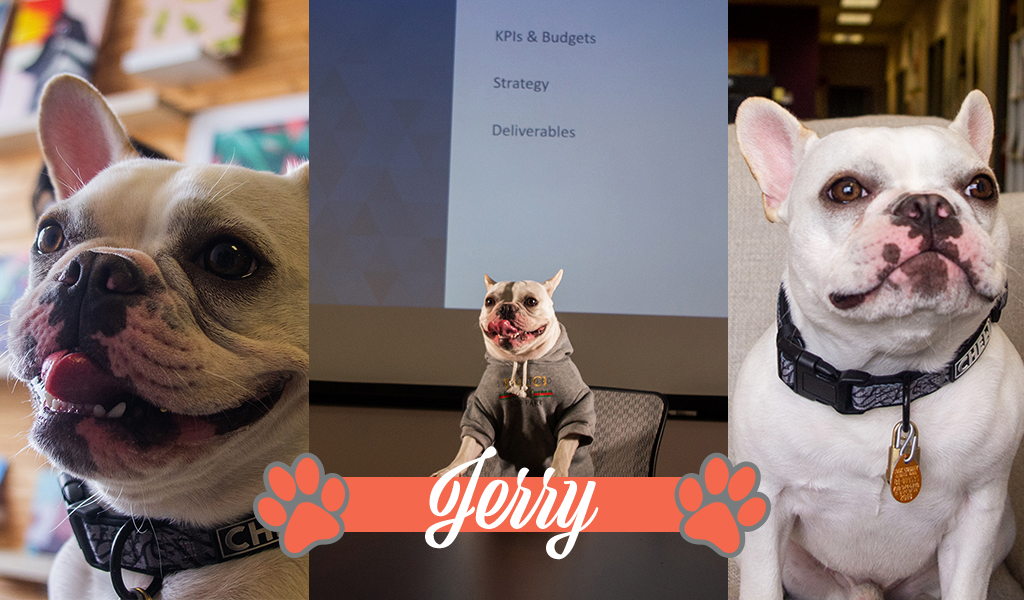 Dogs of iCanvas: Jerry