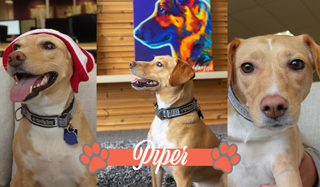 Dogs of iCanvas: Piper