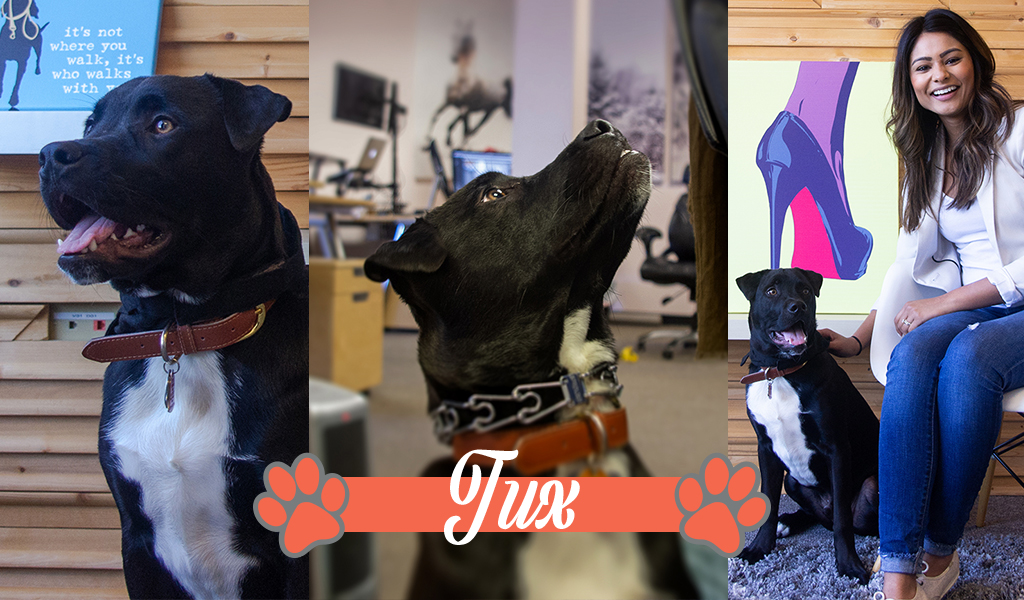 Dogs of iCanvas: Tux