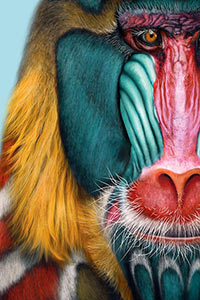 Mandrill, Giulio Rossi