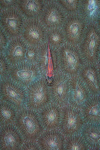 A Tiny Ghost Goby Lies On The Polyps Of A Coral Colony, Ethan Daniels