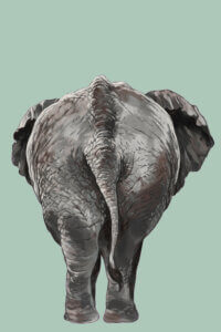 the rear view of an elephant with butt, tail, and ears in view on a green background