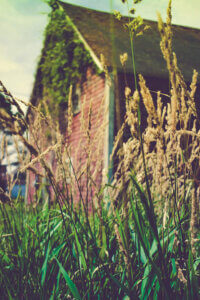 Photo of barn hidden behind tall grass with soft filter