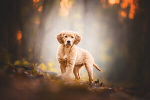 Photo of cute golden retriever puppy in an autumn setting with leaves