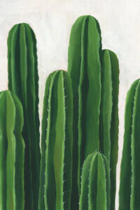 Image of seven green cacti clustered together on a white background