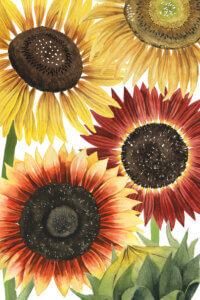 Four large sunflowers with yellow and red autumn colors