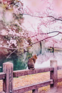Photo of a striped cat sitting on a fence underneath a pink cherry blossom tree next to a river