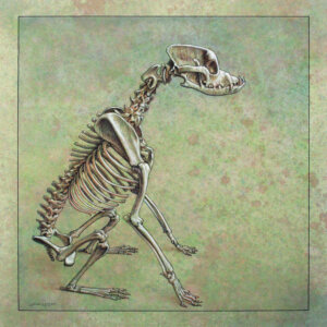 Profile of a dog skeleton sitting down over a green background