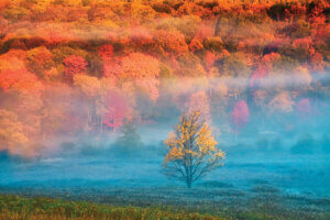 Landscape photo of single tree surrounded by forest of red and orange trees in autumn