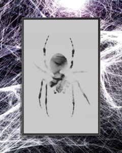 Double exposure photo of the outline of a spider with image of a woman&#039;s face inside it on a white background framed over a photo of spider webs