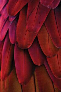 Close-up photography of red macaw feathers