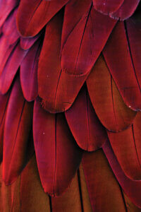Close-up photography of red macaw feathers