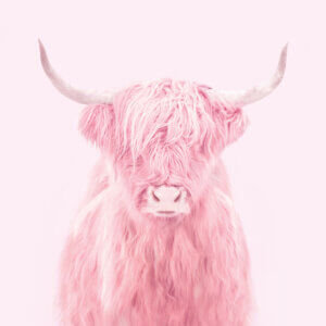 Photo of a highland cow with hair covering its eyes in a pink color tone