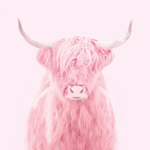 Photo of a highland cow with hair covering its eyes in a pink color tone