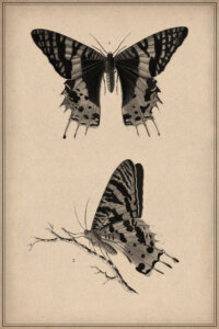 Vintage scientific illustration of front and profile of a butterfly