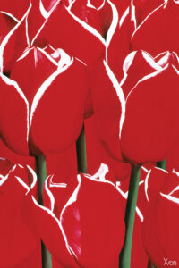 Image of a cluster of red roses with white shadow on edges