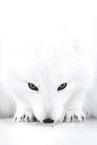 a close up portrait of an all white fox in the crouched position with its black eyes and nose