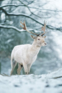a white animal with antlers standing in a snow covered woods while it snows