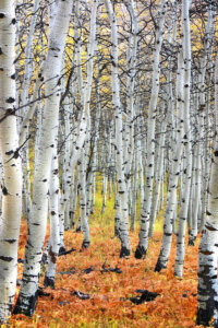 Cluster of white birch trees in autumn with orange and yellow leaves on the ground