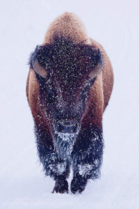 Photo of a large bison walking through the snow