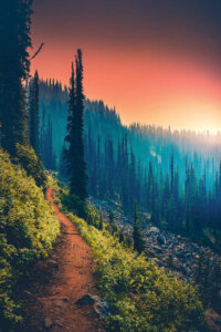 Photo from atop a mountain with green grass of a forest with tall trees during a pink and yellow sunset