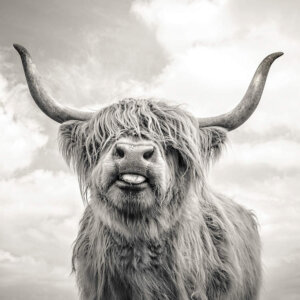 Black and white photo of a highland cow with hair over its eyes sticking out its tongue