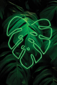 A graphic of a cluster of tropical leaves with a single neon green outline of a tropical leaf on top