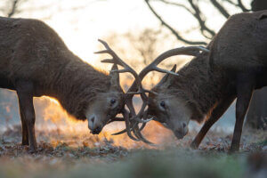 “Dawn Contact” by Max Ellis shows two dawns hunched over with their antlers intertwined.
