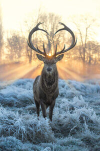 “Love You Deer Fire And Ice” by Max Ellis shows a deer standing in frost-covered grass while the sun shines through its heart-shaped antlers.