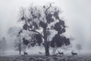 “Mistletoemist” by Max Ellis shows four stags standing under a sparse tree on a misty day.