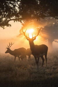 “Misty Magic” by Max Ellis shows three stags standing under trees while the golden sun shines over them.
