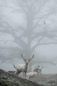“Most Mist” by Max Ellis shows two white stags standing in front of a bare tree covered by mist.