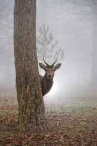 “Peekaboo” by Max Ellis shows a stag peeking its head out behind a tree.