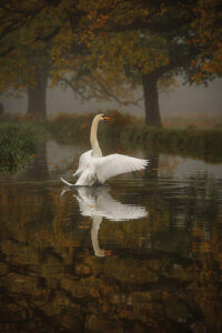 “Solo Swan” by Max Ellis shows a swan flapping its wings in a lake under green trees.