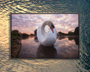 “Ying Yang Swan” by Max Ellis shows a swan in a lake with a cotton candy sky above it.