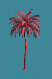 “Tall Trees In Green” by Honeymoon Hotel shows a pink palm tree against a blue background.