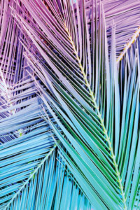 “Rainbow Posey” by Honeymoon Hotel shows purple, blue, and green palm leaves.