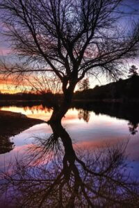 Tree reflection in lake at sunset by iCanvas artist Bob Larson