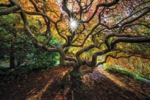Sun shining through a tree by iCanvas artist Jim Nilsen