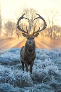 Deer in front of sunrise by iCanvas artist Max Ellis