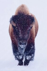 Photography of a bison covered in snow by iCanvas artist OLena Art
