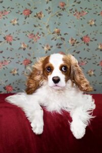 Wall art of a King Charles cavalier on a red couch against a floral background by iCanvas artist Catherine Ledner