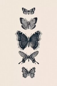 Wall art of five gray butterflies in a vertical line by iCanvas artist Monika Strigel