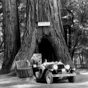 Black and white photograph of woman driving under Sequoia tree in California by iCanvas artist Vintage Images