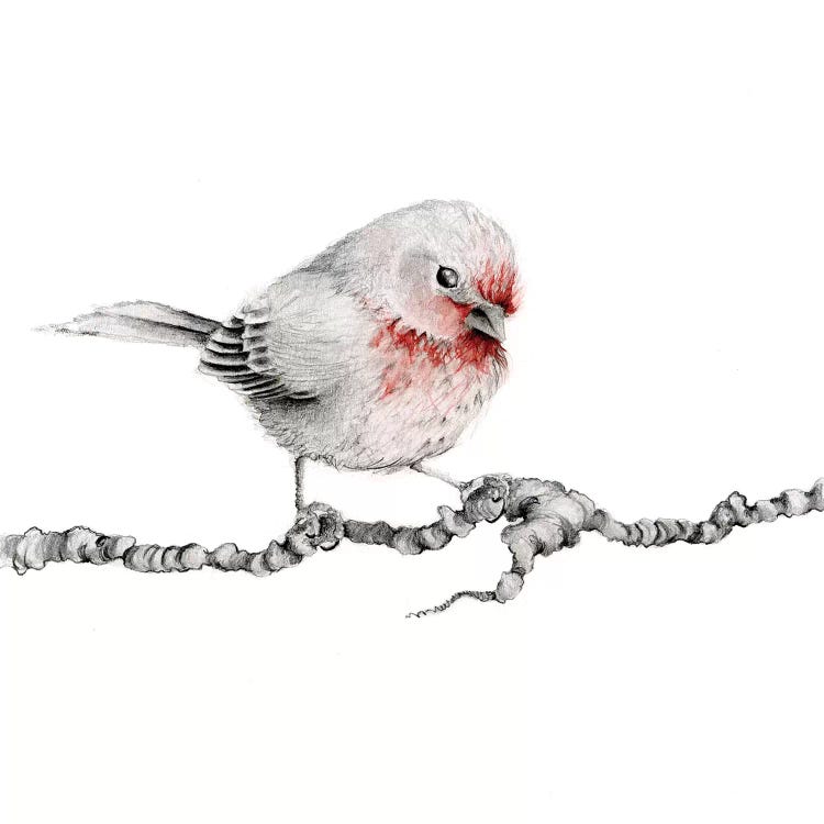 Wall art of a little red and white finch on a tree branch by Joanna Haber