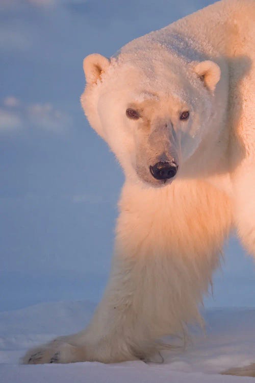 Photograph of a polar bear in Canada by iCanvas new artist Miguel Lasa