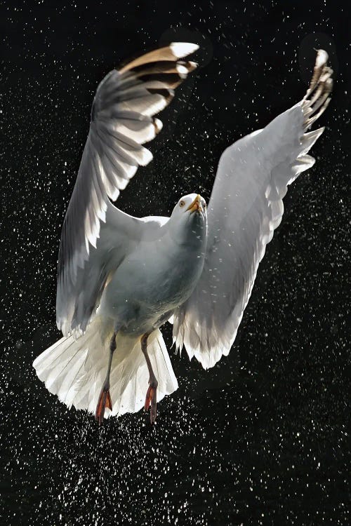 Photography of white bird flying up from water against black background by iCanvas artist Miguel Lasa