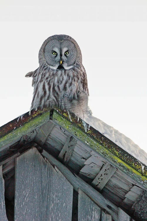 Photography of a grey owl perched on a barn roof by iCanvas new artist Miguel Lasa
